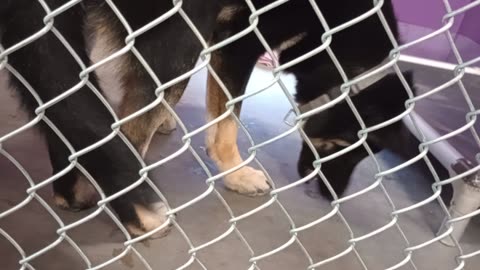 Mr Wiggles 1y Pet Id 948287 kennel 17 HSSAZ shelter loves barking at me when I approach20250718137