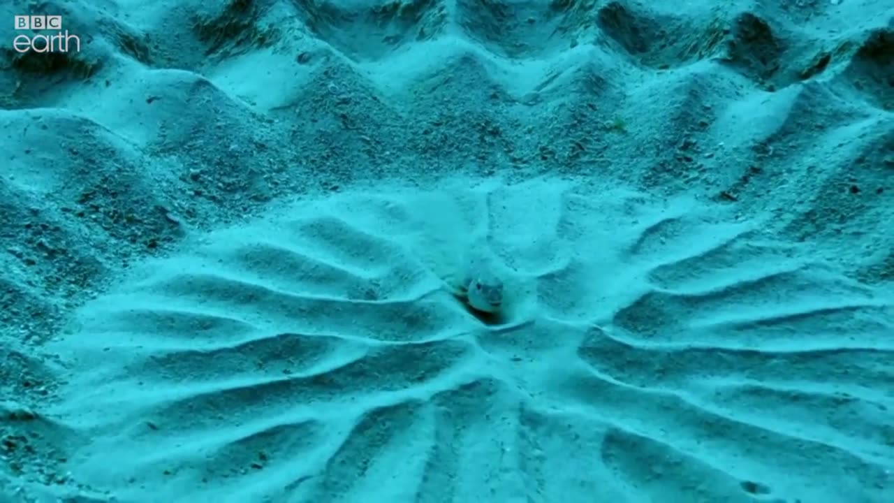 🧠✨ Watch A Pufferfish Carve Perfect Circular Sand Designs To Attract Mates! | FeedMyCuriosity