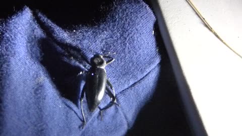 The Wendi primate found a stink beetle!