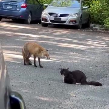 Fox meets cat.. 😅