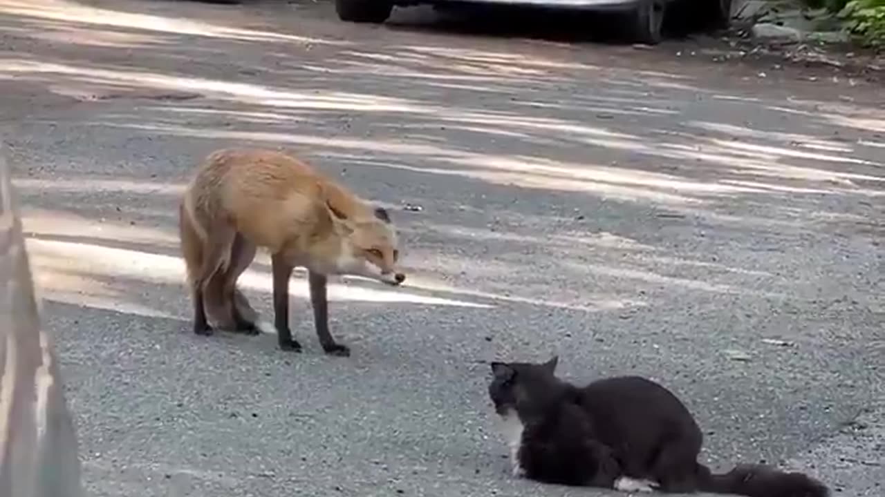 Fox meets cat.. 😅