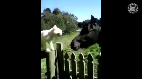 Trending: Savage Cats Funny Pet Video Compilation 2016