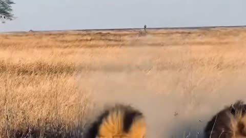 Tiger lion cubs hunting and climbing