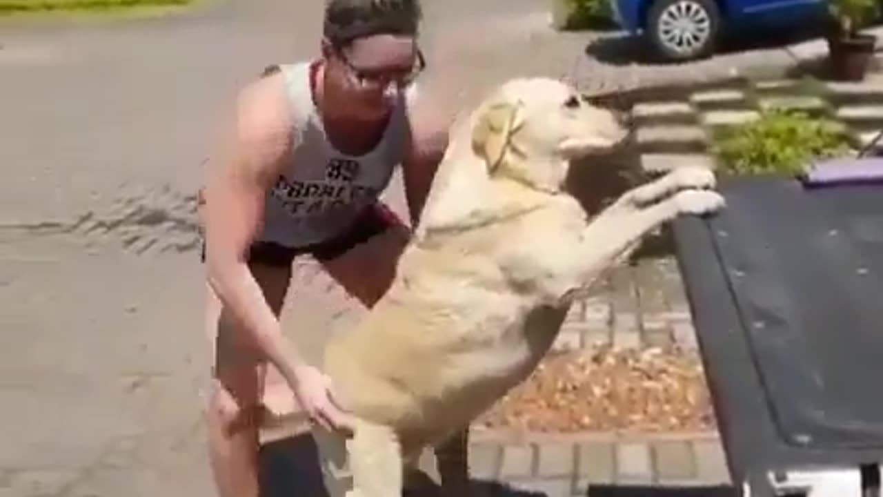 funny animals