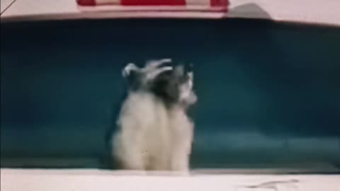 Racoon catches a ride