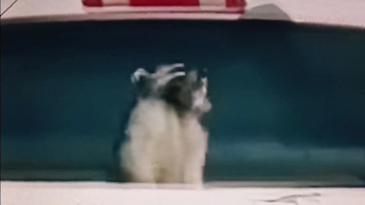 Racoon catches a ride