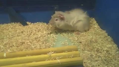 Abyssinian guinea pig comes to say hi, and goes back to his place [Nature & Animals]