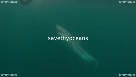 The Great White Shark Attacks A Foolish Diver