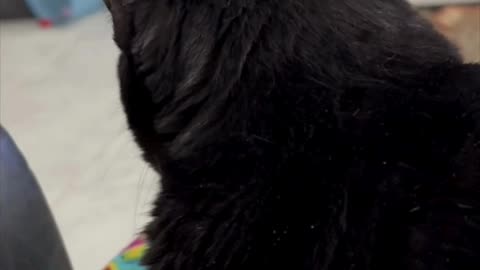 Cute Precious Piper is a Beautiful Comforting Lap Cat - Adopting a Cat from a Shelter Vlog #shorts