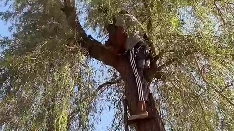 Vlog