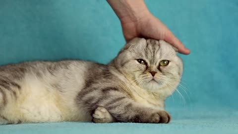 Cat in a photography studio