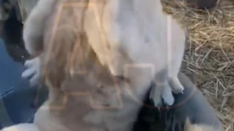 Funny video