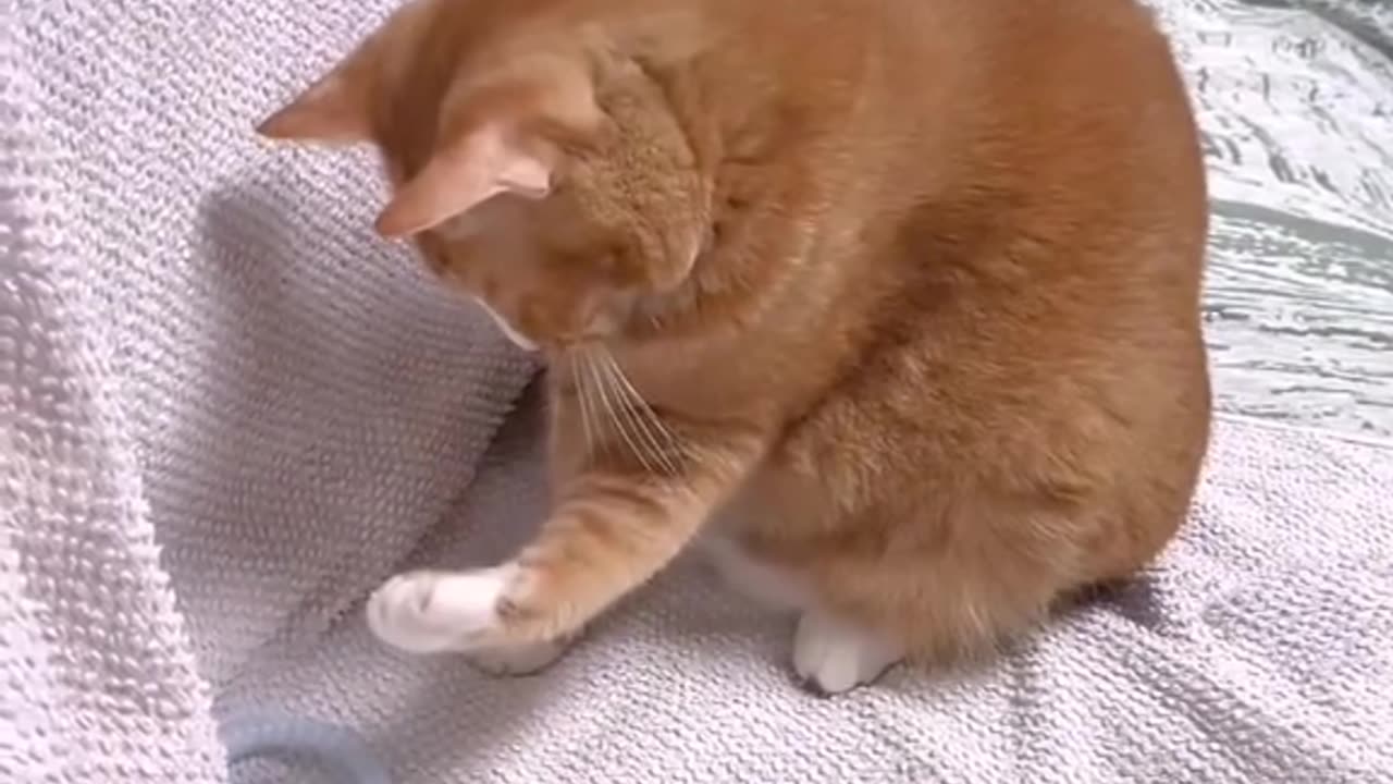 Cat funny