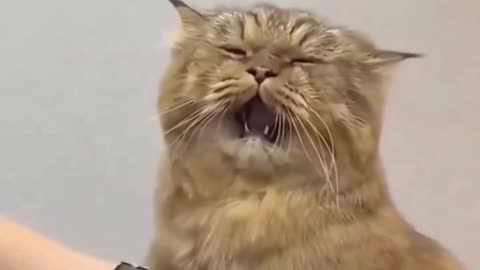 Me, holding it together… barely." 🫠🐱