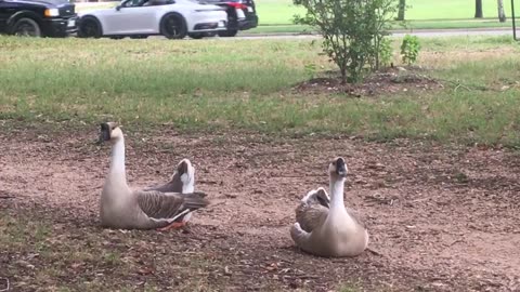 There were a gooses couple who wanted to go to the city.