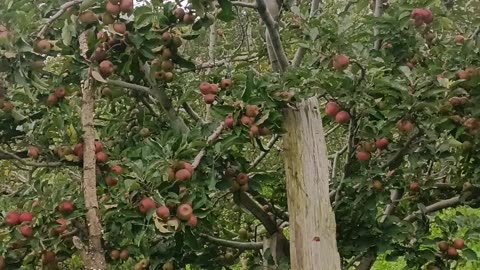 Apple orchards