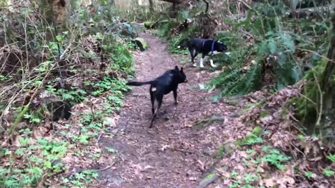 on the trail with Bu and Lhasa
