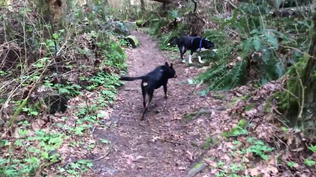 on the trail with Bu and Lhasa