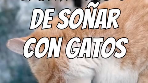 Significado de soñar con gatos