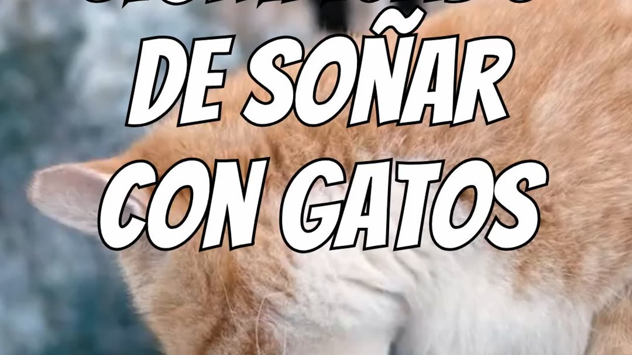 Significado de soñar con gatos