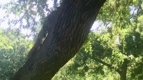 Squirrel playing peek a boo
