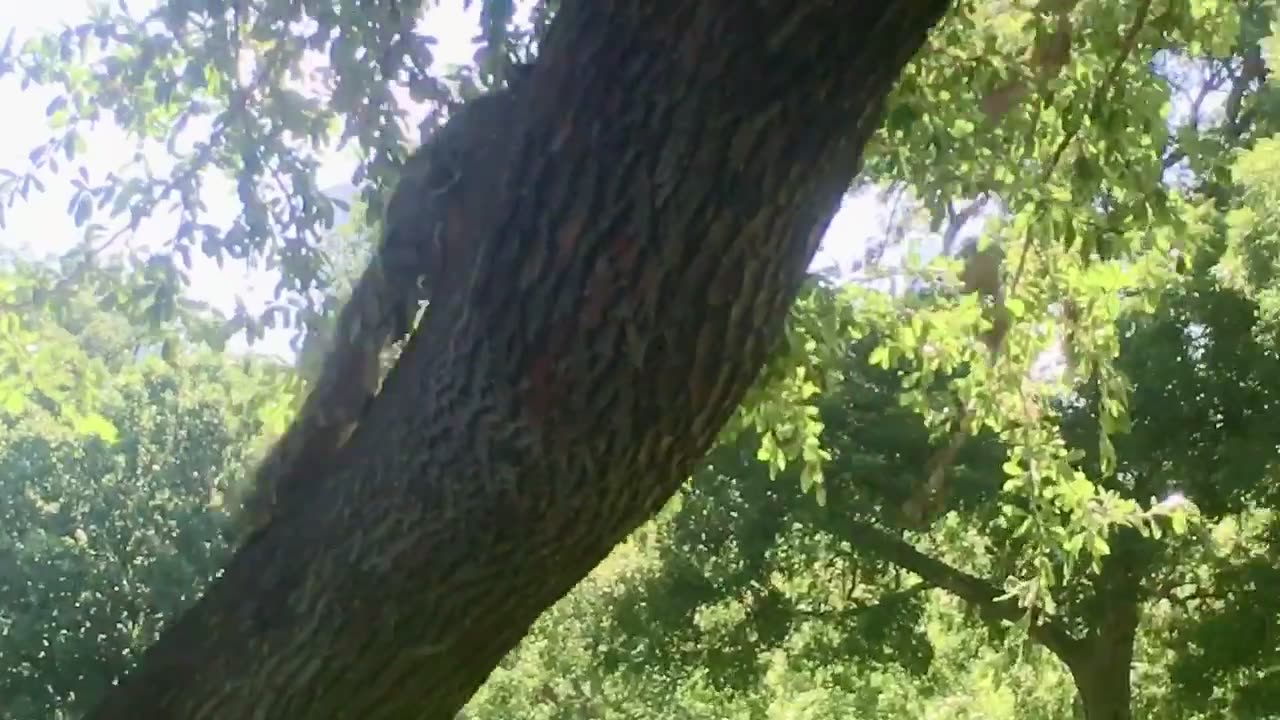 Squirrel playing peek a boo