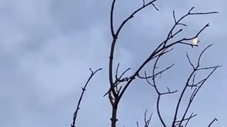 🚁⚔️ Ukraine Russia War | Anti-Aircraft Drone Downs Shahed/Gerbera UAV | RCF
