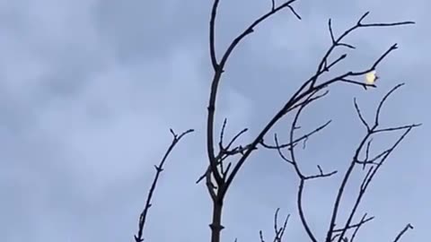 🚁⚔️ Ukraine Russia War | Anti-Aircraft Drone Downs Shahed/Gerbera UAV | RCF