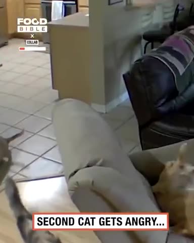 How Dumb Fuck Mothers make Dumb Fuck Mother's Boys