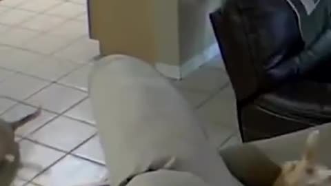 How Dumb Fuck Mothers make Dumb Fuck Mother's Boys
