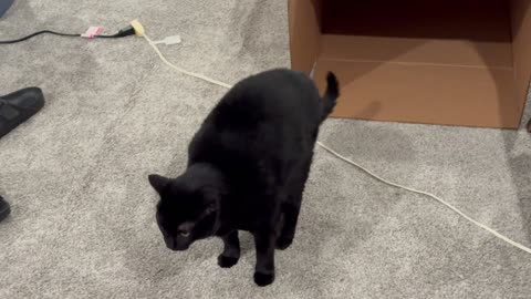 Cute Precious Piper Comes Out of Her Little House - My Adopted Shelter Cat Vlog