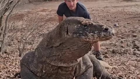 The largest living lizard in the world Komodo dragon ( indonesia)