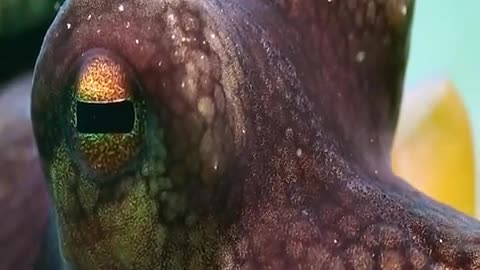 This is an octopus spy with a high-definition camera hidden inside Its body