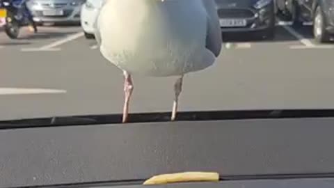 Seagull VS Windshield