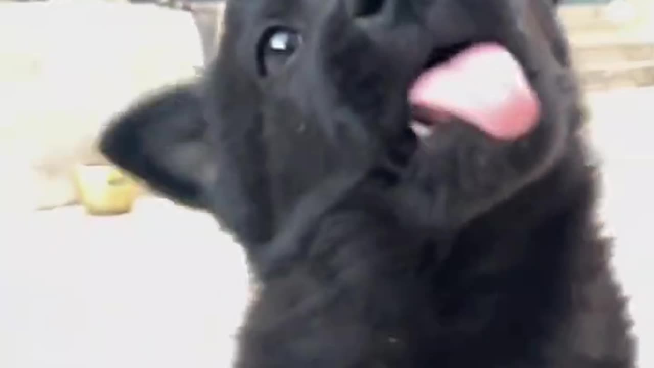 The dog at home