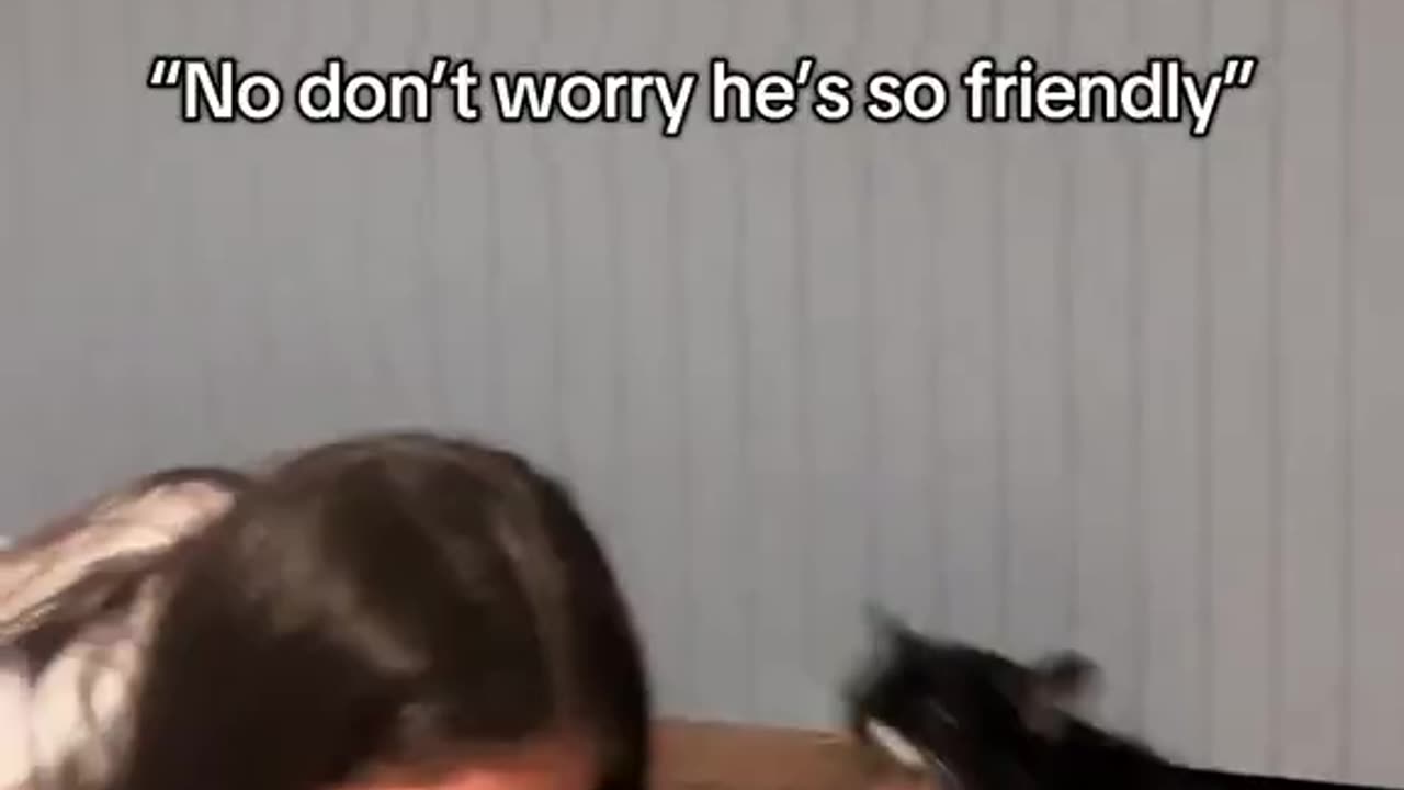 Catzilla was not happy