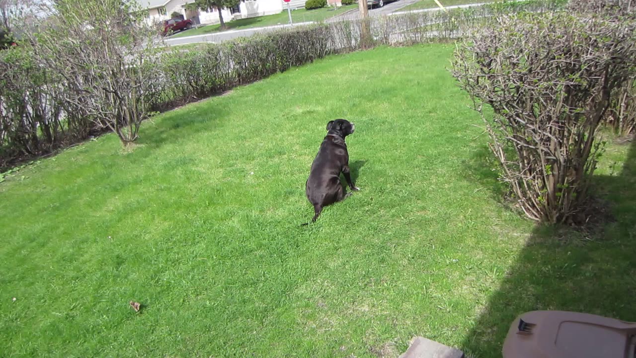 Mia Grazing on the front lawn