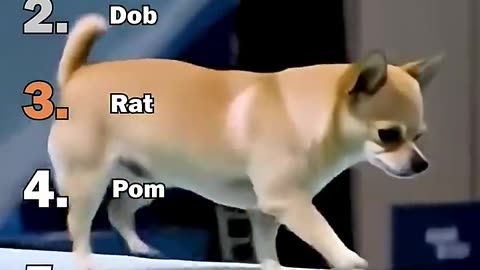 Ranking Best Dogs Olympic Diving Moments