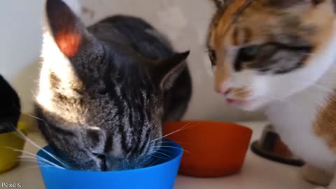 Your Daily Dose of Pets - Police Lock Up A Cat