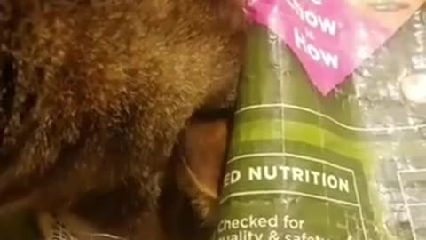 😂🐾 This Derpy Food Heist is Hilarious! | FunFM