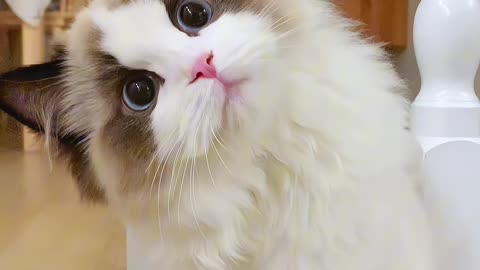 Cute Cats Funny Videos | Part 8