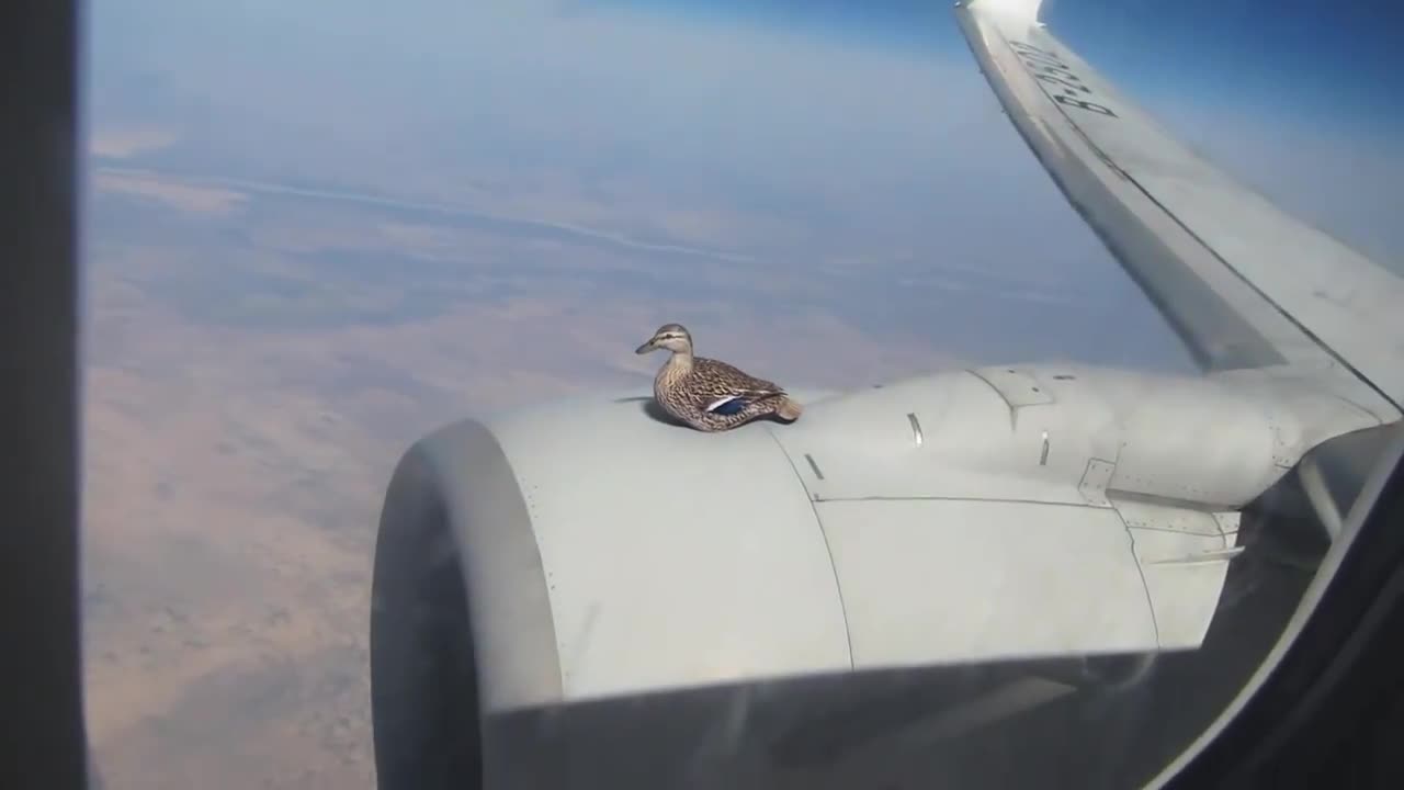 What bird is this got no chills