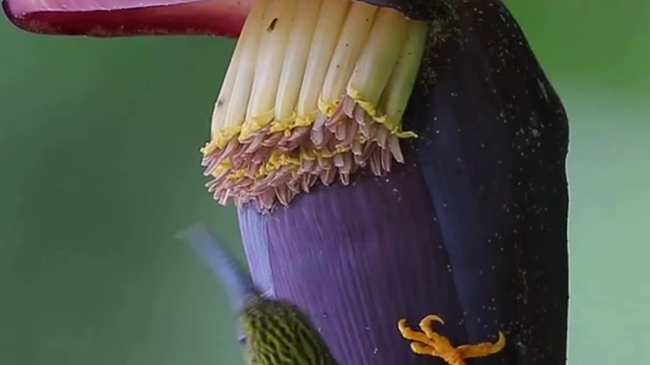 Flower Power Snack 🌸🐦 | Sounds of Nature