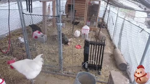 Chicken Live Stream