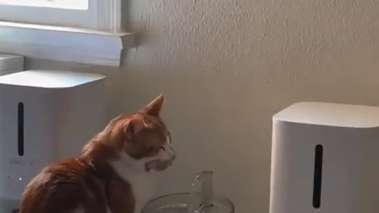 Kooky and sprightly ginger cat 🥰🥰😻