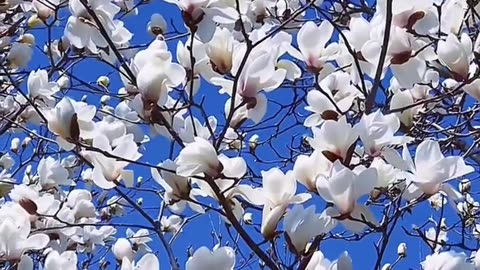 "Smells Like Happiness | Flower Garden ASMR Tour"
