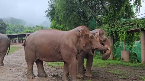 The Secret Language of Elephants: Mae Koy, Kham Pang & Maliwan's Bond