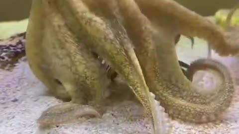 Smart Octopus