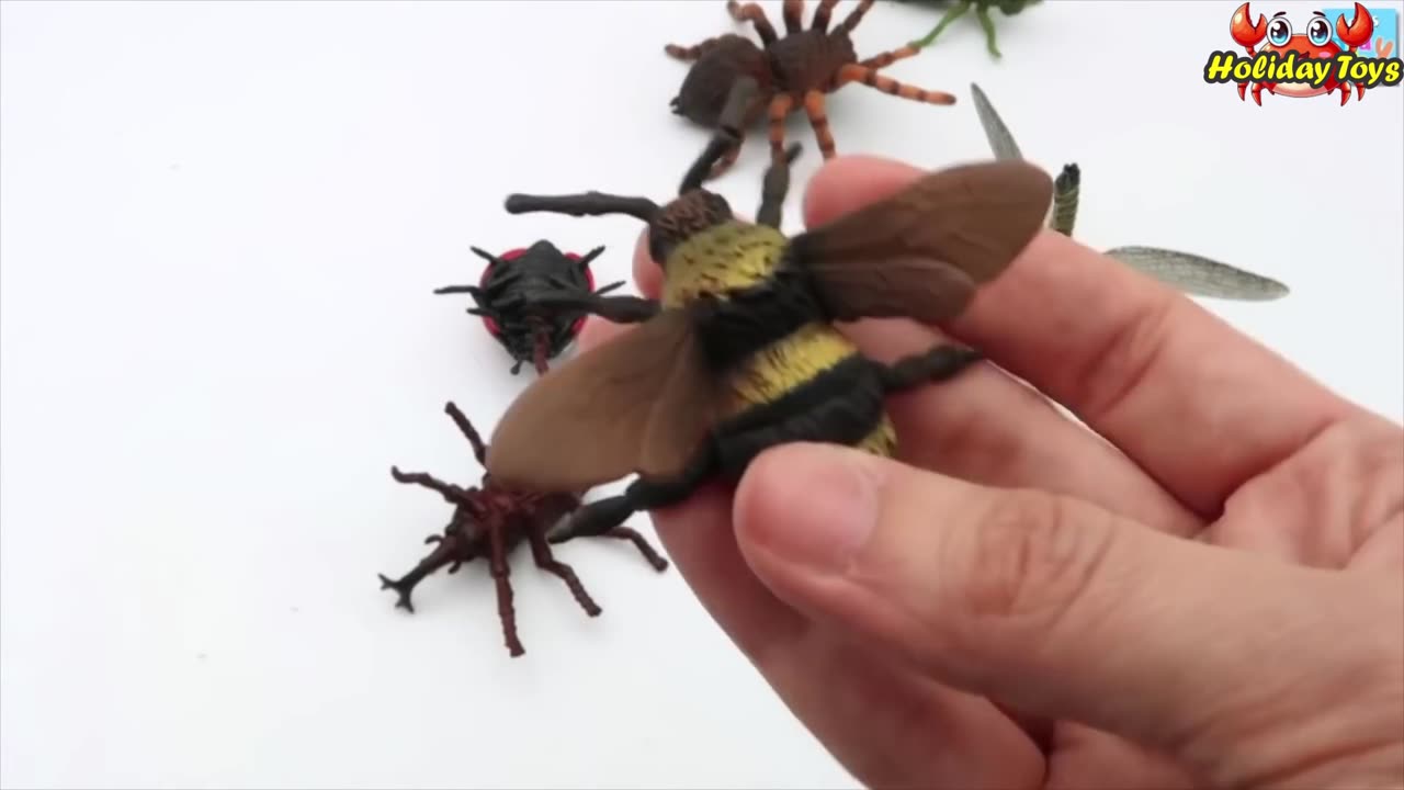 Ladybugs Fly on Dry Leaves in Search of Water