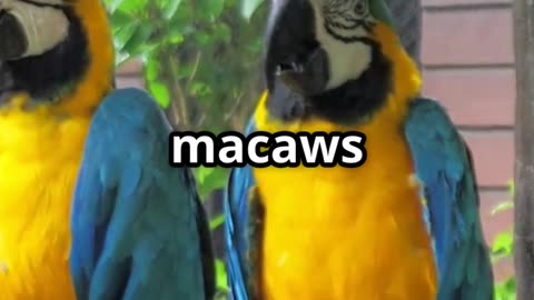 🦜🗣️ Macaws The Colorful Birds That Can Talk Like Humans! 🗣️🦜